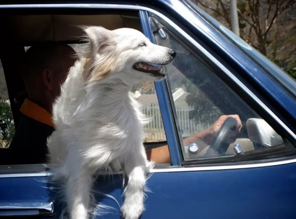Will You Take Your Pets on Vacation with You? – Survey of the Day