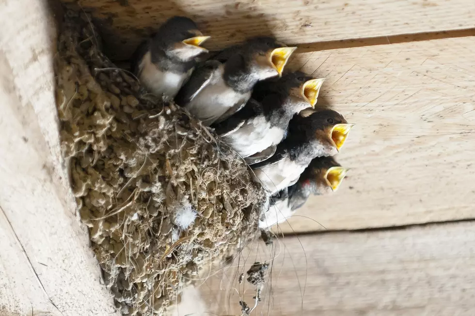 5 Texas Tactics To Stop Birds From Nesting Around Your House