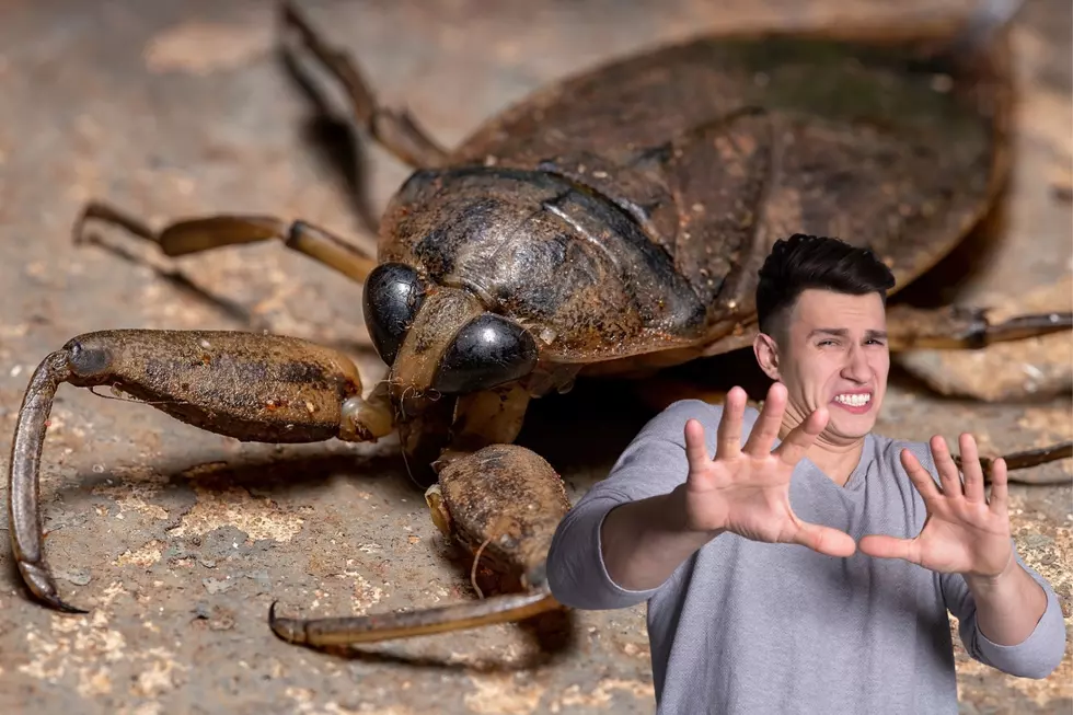 Yikes, Watch Out For This Nasty Bug Called The Texas Toe Biter