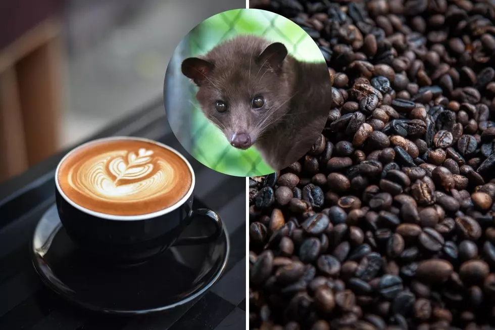 The Most Expensive Coffee in the World Comes From Poop, No Kidding